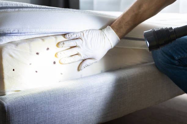 Best Spider Control Near Me  in Woodbranch, TX