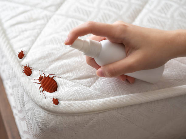 Best Affordable Pest Control Services  in Woodbranch, TX