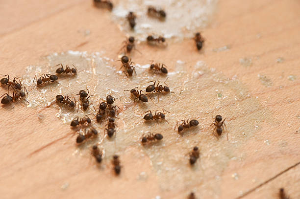 Best Exterminator Services  in Woodbranch, TX