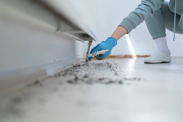 Best Local Pest Control Services  in Woodbranch, TX